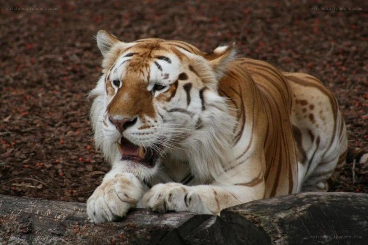 tiger lying on a log