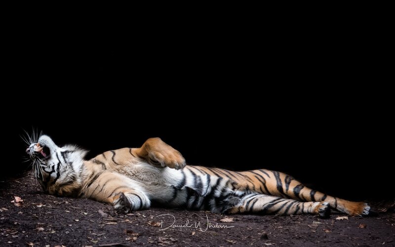 Tiger Lying on Back — Black