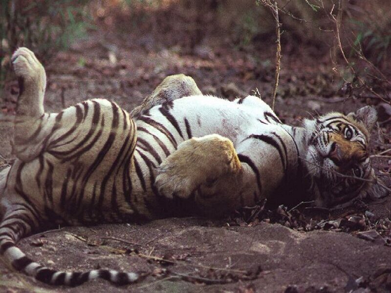 Tiger Lying on Back — Brown, Relaxed, Photograph