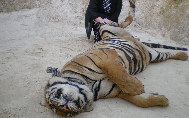 Tiger Lying on Back — Brown