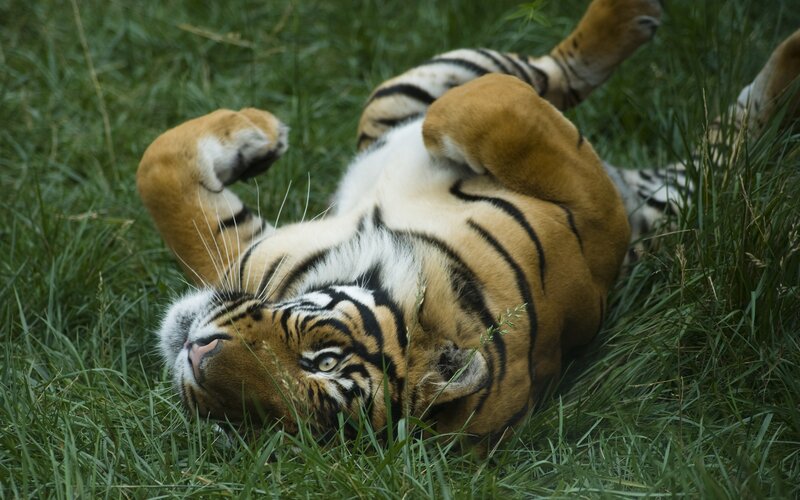 Tiger Lying on Back — Green