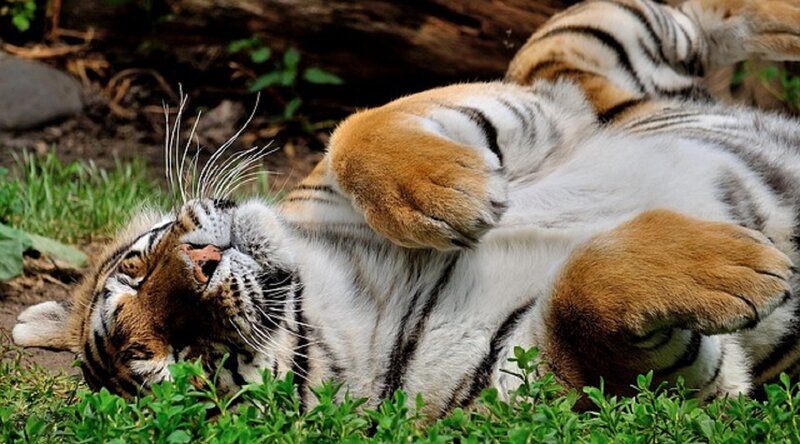 Tiger Lying on Back — Orange, Relaxed, Afternoon