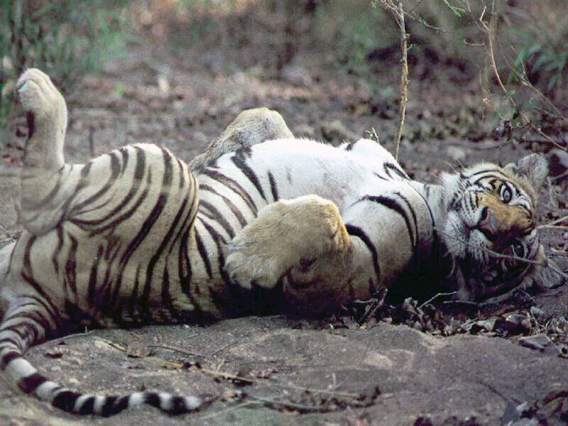 Tiger Lying on Back