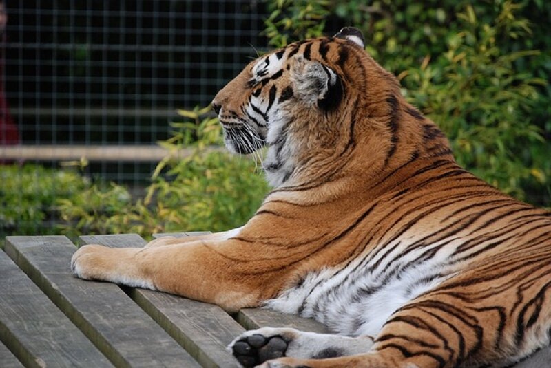 Tiger Lying on Bench
