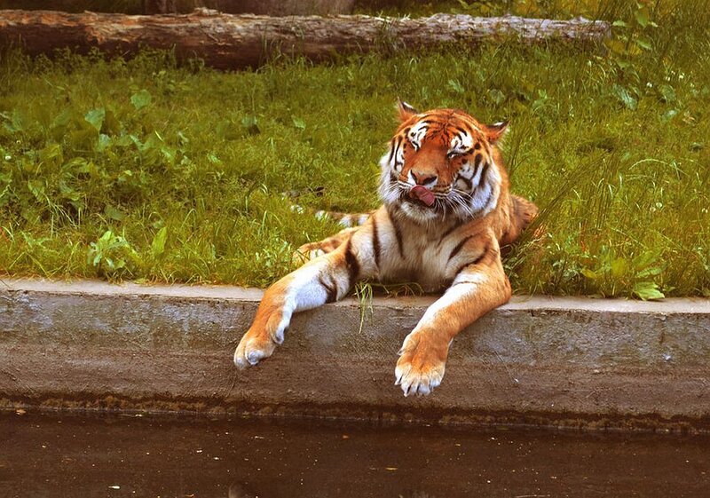 Tiger Lying on Concrete