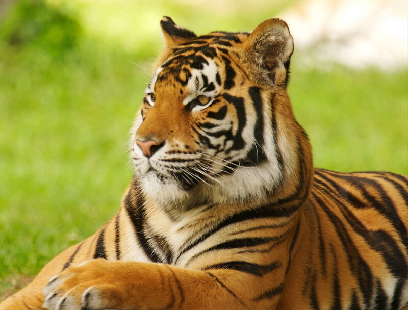 Tiger Lying on Grass — Calm, Photograph