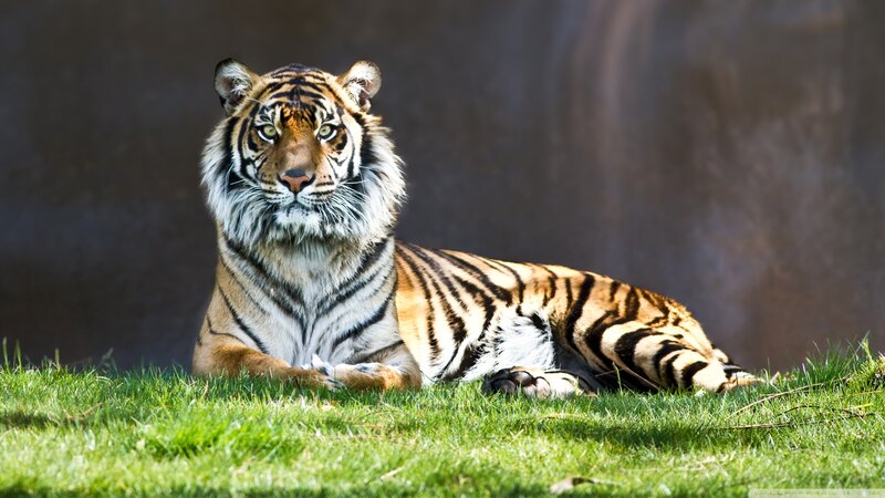 Tiger Lying on Grass — Green, Calm, Afternoon, Photograph, Background