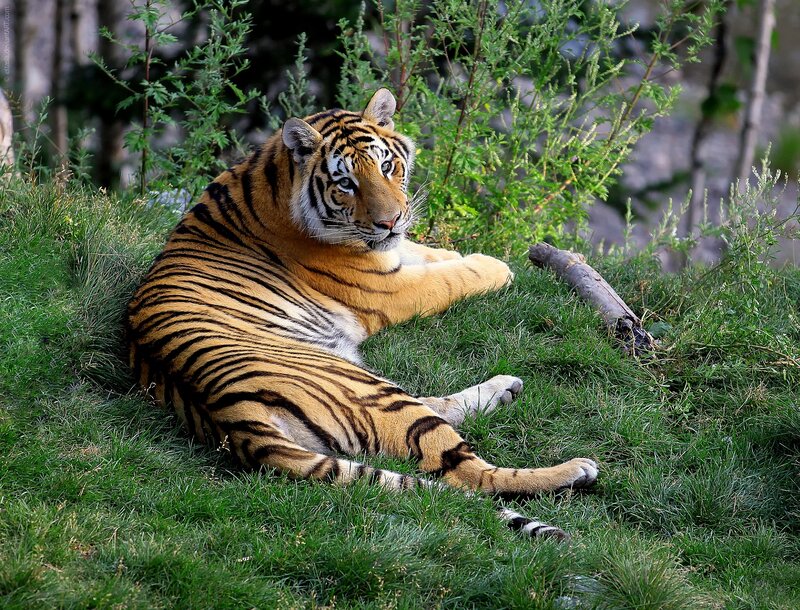 Tiger Lying on Grass — Green, Calm, Afternoon, Photograph, Bushes