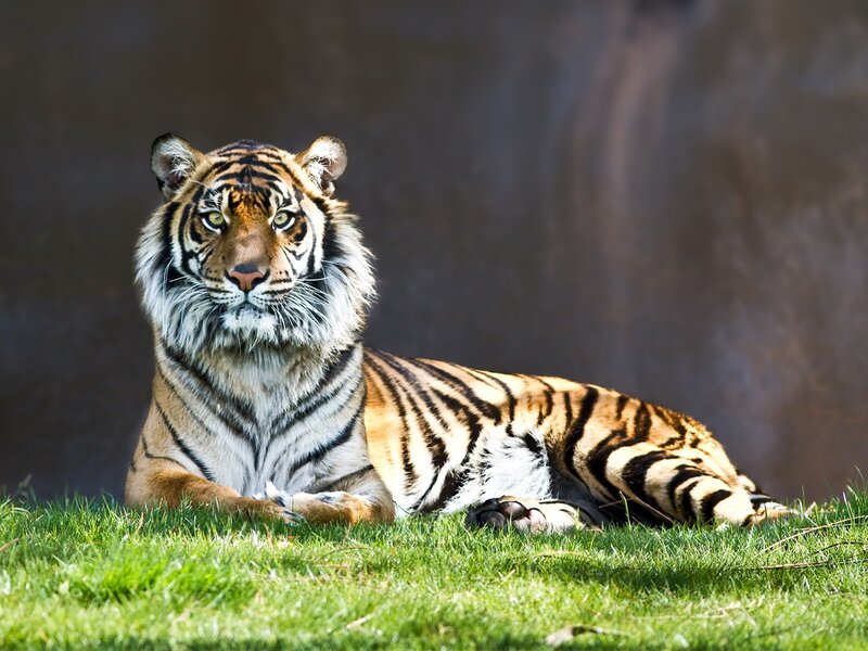 Tiger Lying on Grass — Green, Calm, Afternoon, Photograph, Orange, Black