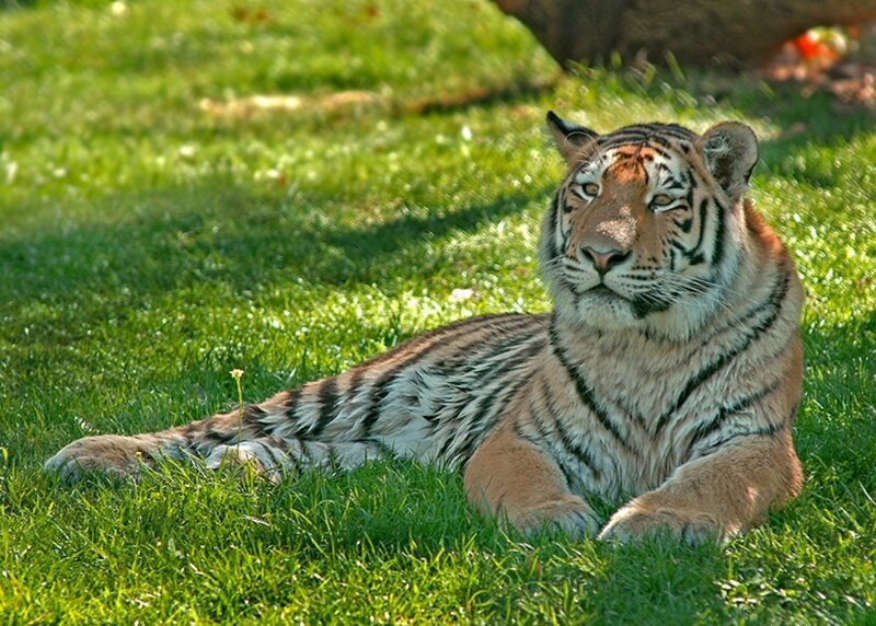 Tiger Lying on Grass — Green, Calm, Afternoon, Photograph, Sunlight