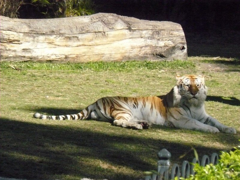Tiger Lying on Grass — Green, Calm, Afternoon, Photograph