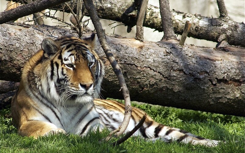 Tiger Lying on Grass — Green, Calm, Afternoon, Photograph, Tree Trunk