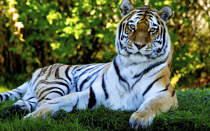 Tiger Lying on Grass — Green, Calm, Afternoon, Photograph, Trees