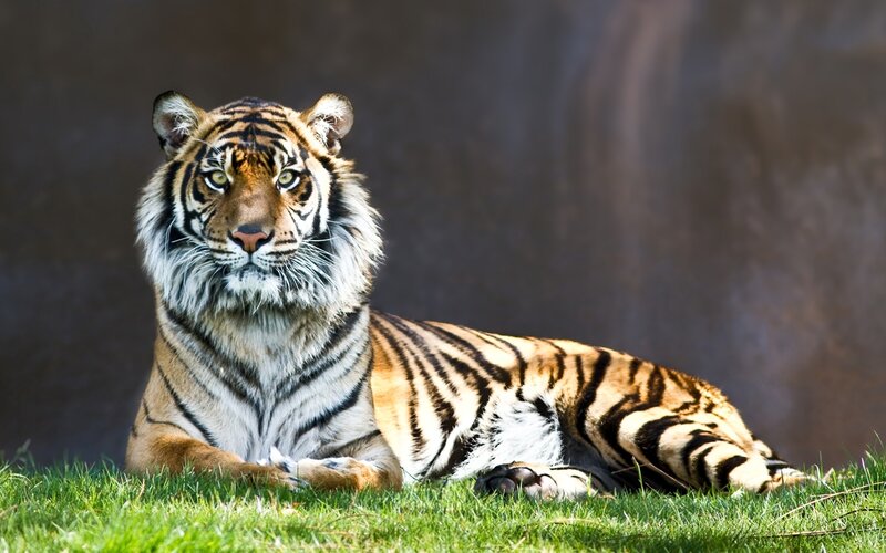 Tiger Lying on Grass — Green, Calm, Afternoon