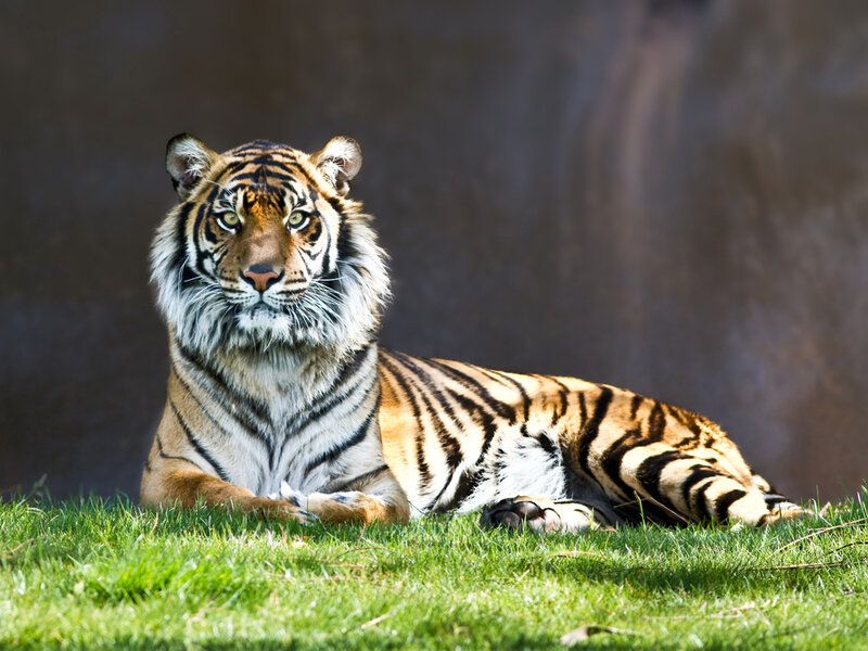 Tiger Lying on Grass — Green, Calm