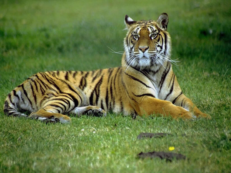 Tiger Lying on Grass — Green, Orange