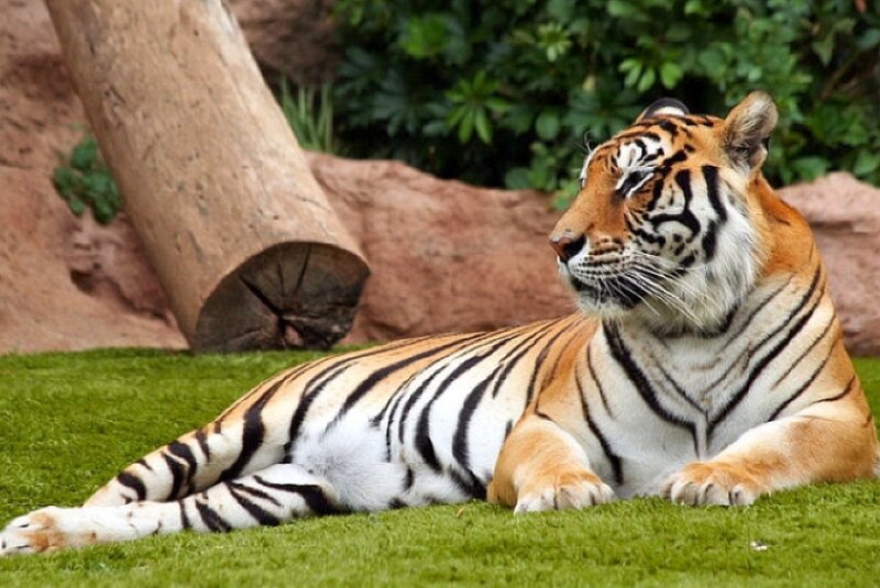 Tiger Lying on Grass — Green