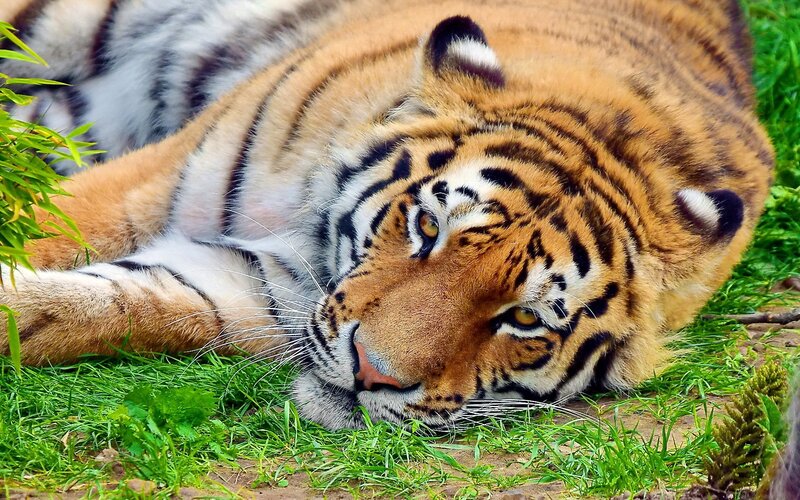 Tiger Lying on Grass — Orange, Calm, Afternoon, Photograph, Bamboo, Black, Green