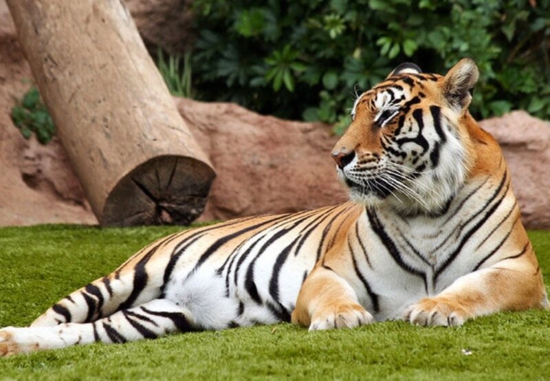 Tiger Lying on Grass — Orange, Calm, Afternoon, Photograph, Log, Rocks