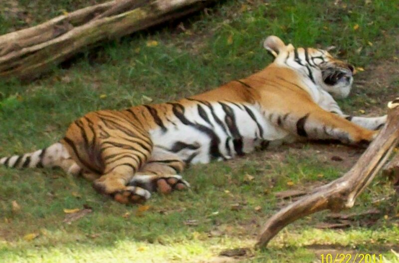 Tiger Lying on Grass — Orange, Calm, Afternoon, Photograph, Log