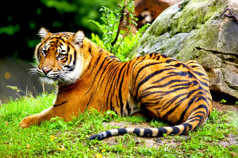Tiger Lying on Grass — Orange, Calm, Afternoon, Photograph, Rock, Plant