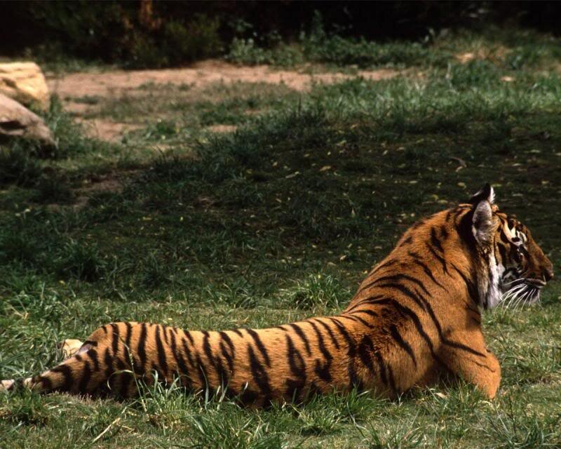 Tiger Lying on Grass — Orange, Calm, Afternoon, Photograph, Rocks