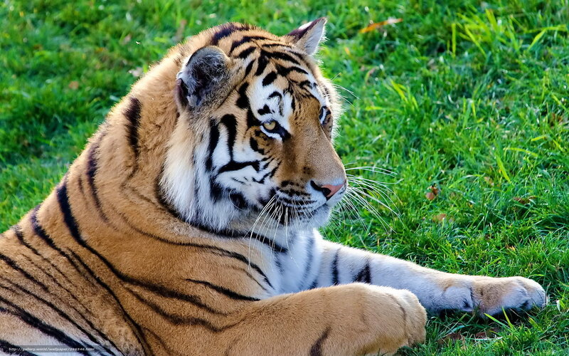 Tiger Lying on Grass — Orange, Calm, Afternoon, Photograph, Sunlight