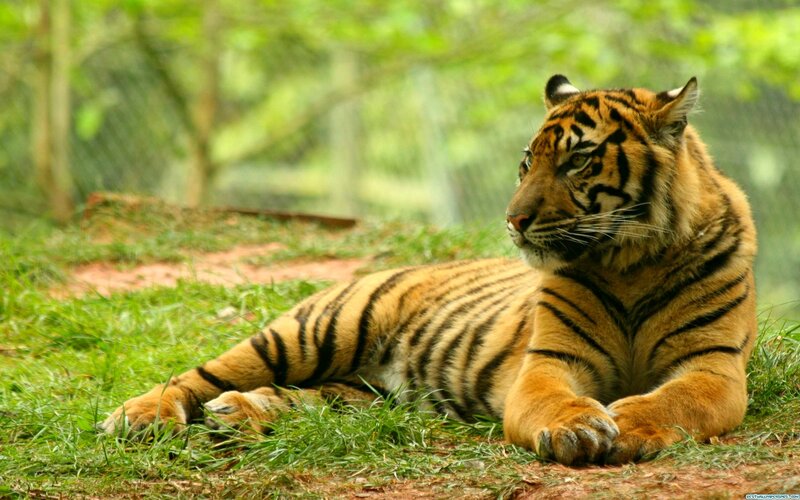 Tiger Lying on Grass — Orange, Calm, Afternoon, Photograph