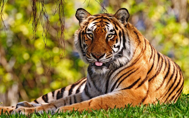 Tiger Lying on Grass — Orange, Calm, Afternoon, Photograph, Trees