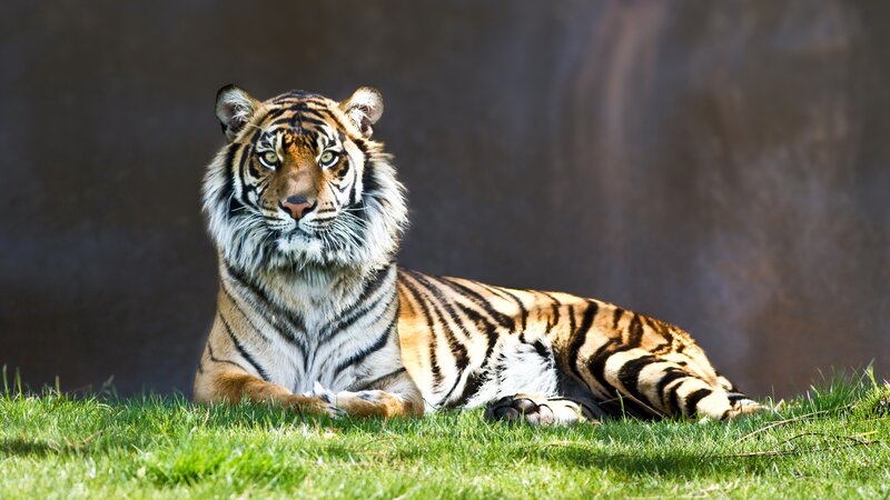 Tiger Lying on Grass — Orange, Calm, Afternoon, Photograph, Wall