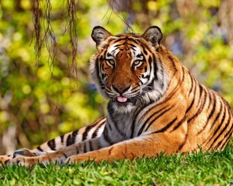 Tiger Lying on Grass — Orange, Calm, Afternoon
