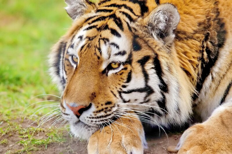 Tiger Lying on Grass — Orange, Calm, Photograph, Paw