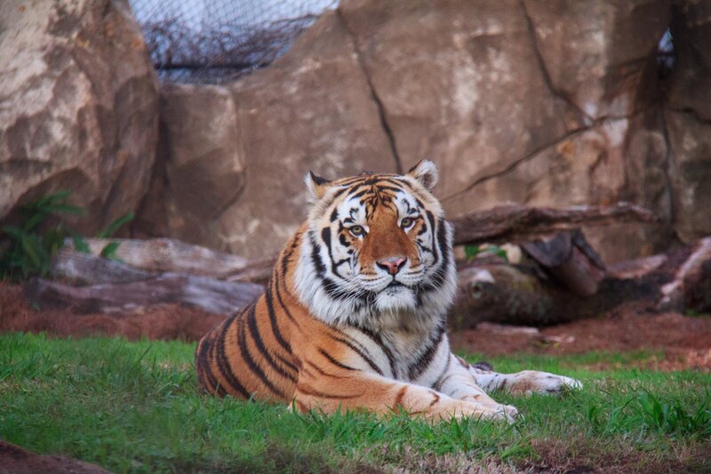 Tiger Lying on Grass — Orange, Calm, Photograph, Rocks