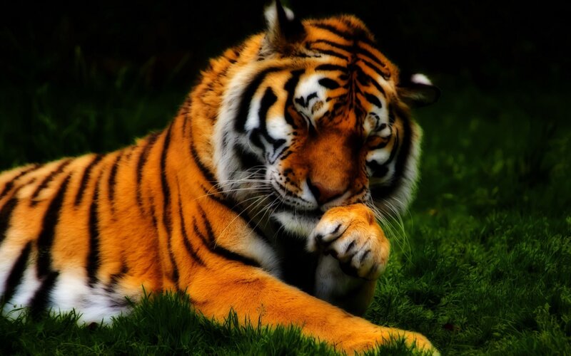 Tiger Lying on Grass — Orange, Calm, Photograph, Stripes