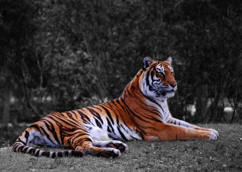Tiger Lying on Grass — Orange, Calm, Photograph
