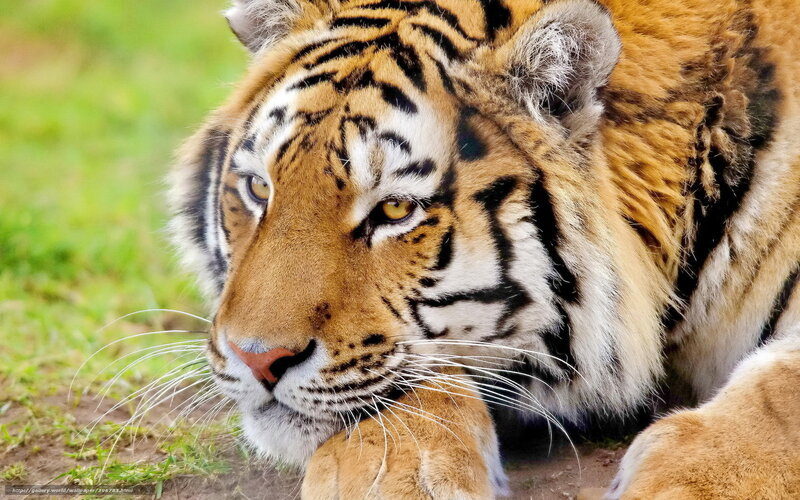 Tiger Lying on Grass — Orange, Calm, Photograph, Whiskers
