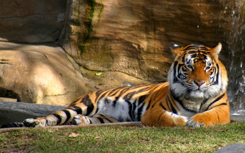 Tiger Lying on Grass — Orange, Calm