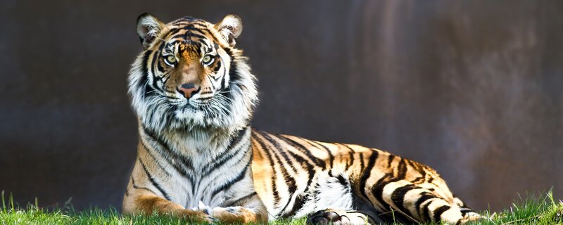 Tiger Lying on Grass — Orange, Green