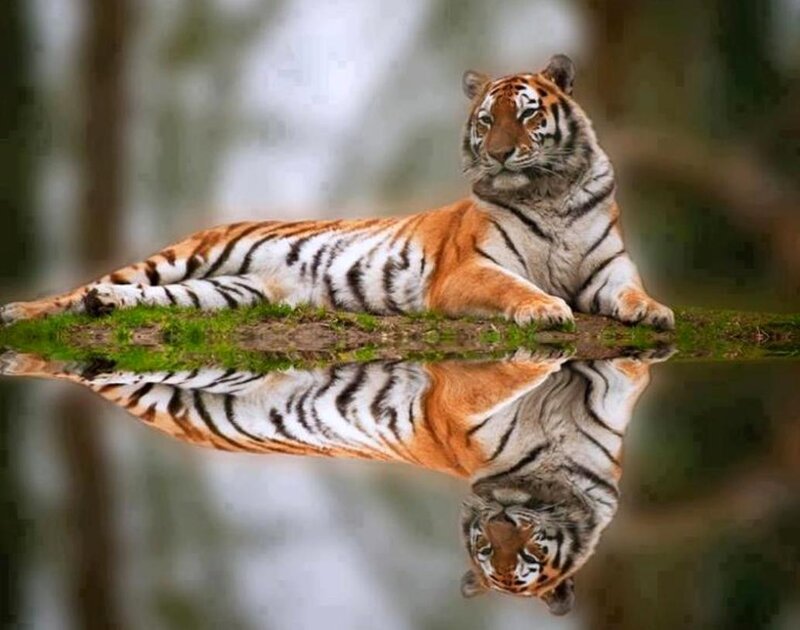 Tiger Lying on Grass — Orange, Serene