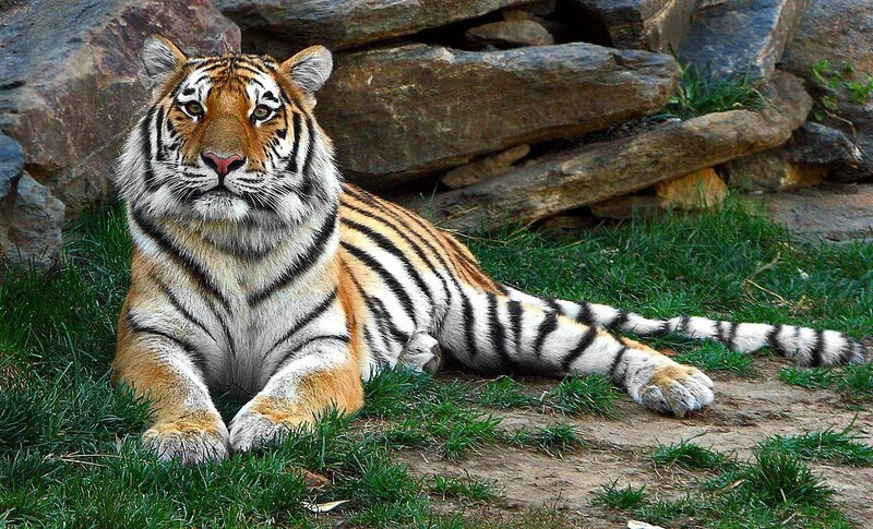 Tiger Lying on Grass — Orange