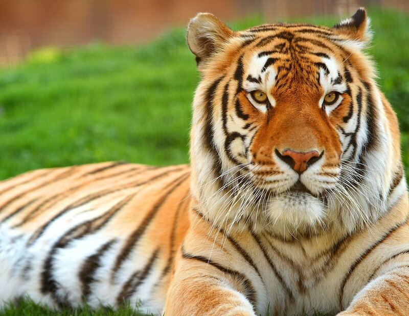 Tiger Lying on Grass