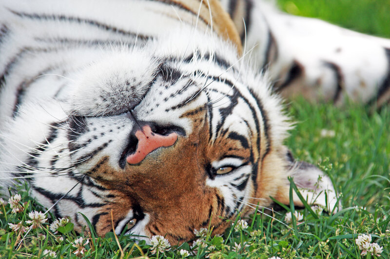 Tiger Lying on Grass — White