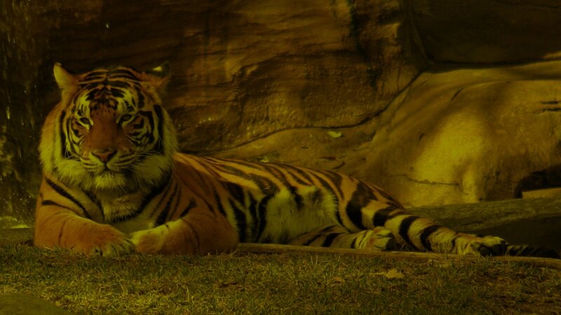 Tiger Lying on Grass — Yellow
