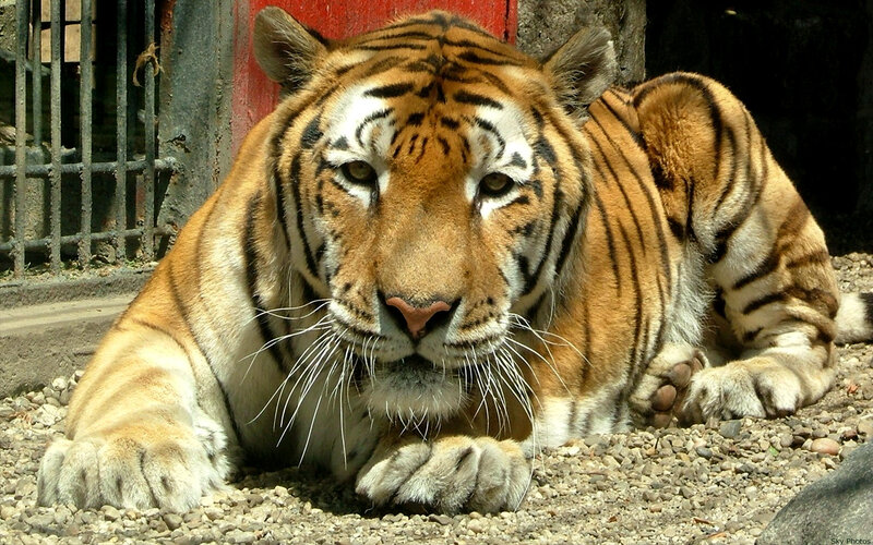 Tiger Lying on Gravel