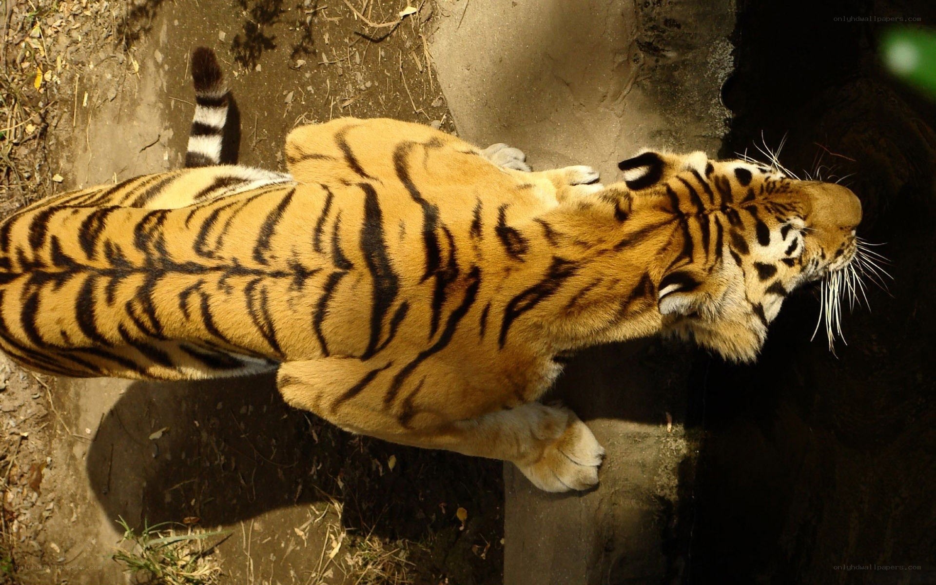 tiger lying on ground