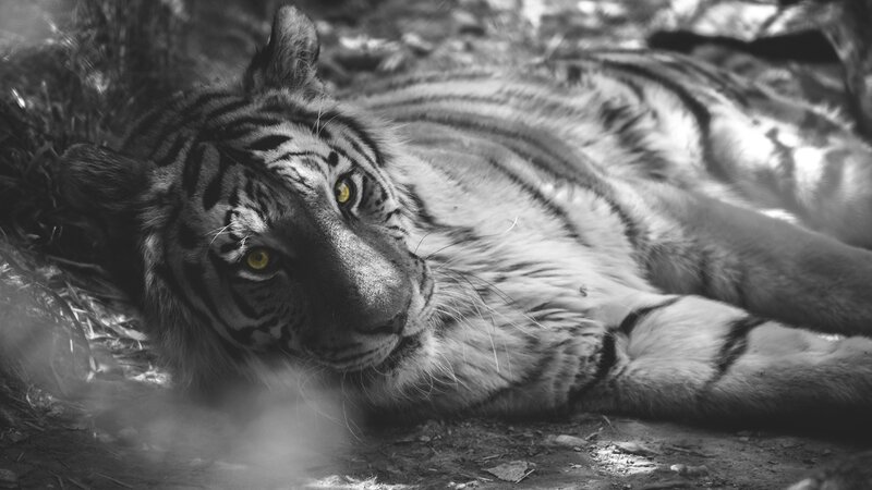 Tiger Lying on Ground — Black