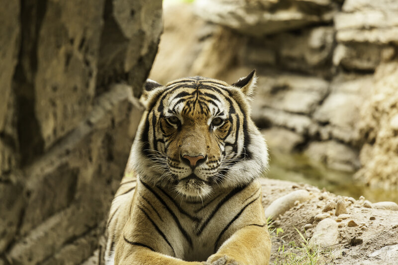 Tiger Lying on Ground — Brown
