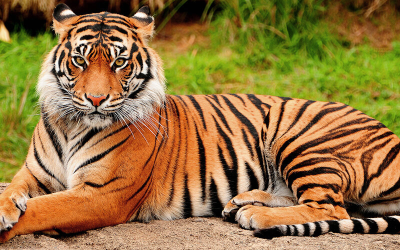 Tiger Lying on Ground — Orange, Alert