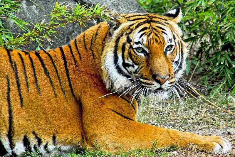 Tiger Lying on Ground — Orange, Calm, Afternoon, Photograph, Bamboo