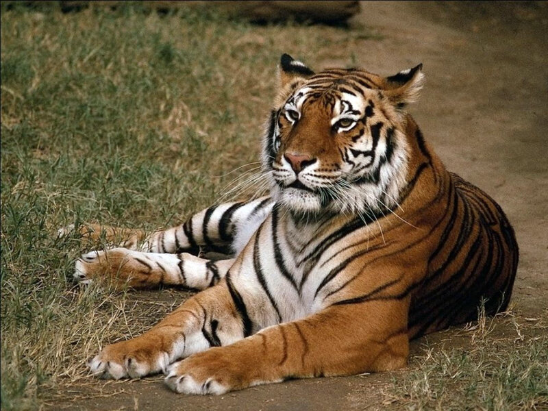 Tiger Lying on Ground — Orange, Calm, Afternoon, Photograph, Grass, Dirt, Black, White